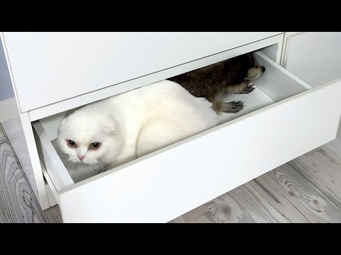 Видео: Домашние ЕНОТЫ играют в лего и прячутся с котами в ящике