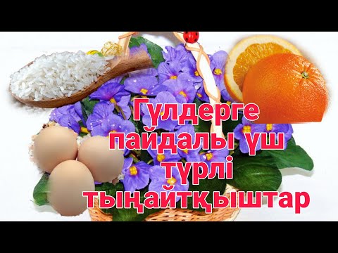 Видео: Үш түрлі тыңайтқыш гүлдерге. Гүлдеріңіз жақсы өссін десеңіз жасап беріңіз. Гүлдер әлемі