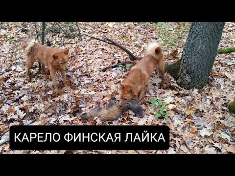 Видео: КАРЕЛО ФИНСКАЯ ЛАЙКА  ПЕРВАЯ КУНИЦА.НАХАЖИВАЕМ МОЛОДЫХ ЛАЕК.