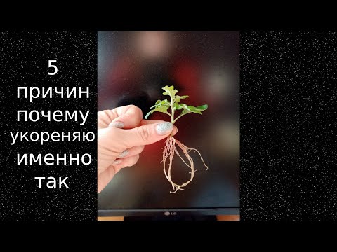 Видео: Как я черенкую хризантемы. Мой любимый способ. 5 причин, почему именно так.