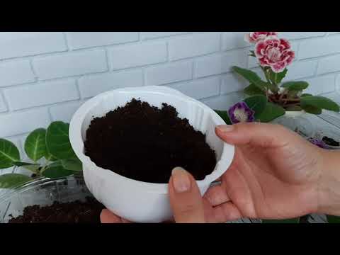 Видео: Пересадка цветущих глоксиний-сеянцев. Покупка новых горшков для цветов.