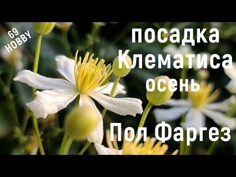 Видео: Посадка (пересадка) КЛЕМАТИСА.  3-я группа обрезки!  Пол Фаргез