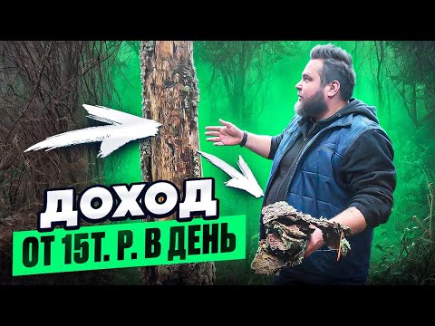 Видео: БИЗНЕС НА КОРЕ СОСНЫ/ИЩУ ПОСТАВЩИКОВ КОРЫ