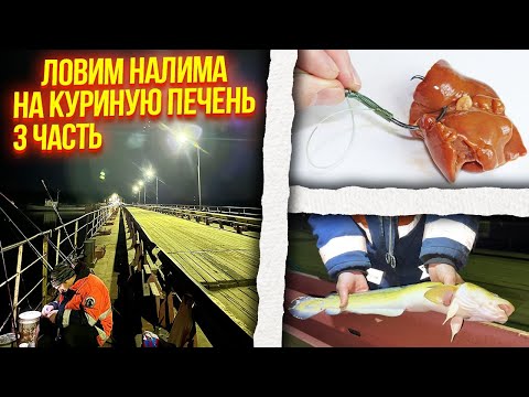 Видео: НОЧНАЯ РЫБАЛКА. ПРОБУЕМ ПОЙМАТЬ НАЛИМА НА КУРИННУЮ ПЕЧЕНЬ!