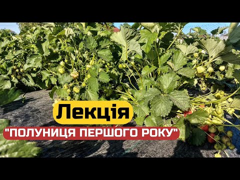 Видео: Від Вуса до Півкіло ягід з куща.Прості рекомендації,які змінять Твоє уявлення про Полуницю