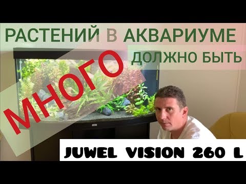 Видео: Растений в аквариуме должно быть много. Аквариум Juwel vision 260 l. Выпуск 12.