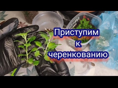 Видео: Черенкование хризантемы мультифлора. Когда черенковать и какие черенки брать 🧐🧐🧐