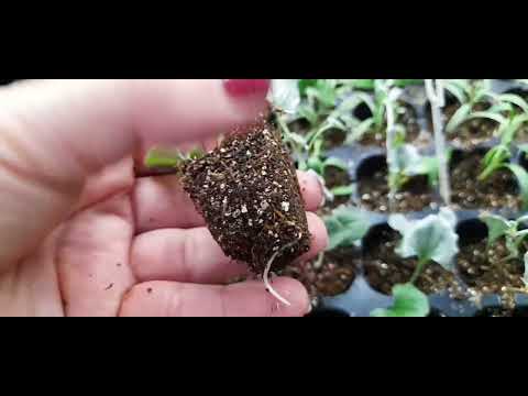 Видео: 🌺Дихондра серебристая🌺Укореняю 100черенков быстро!!!💯💯💯