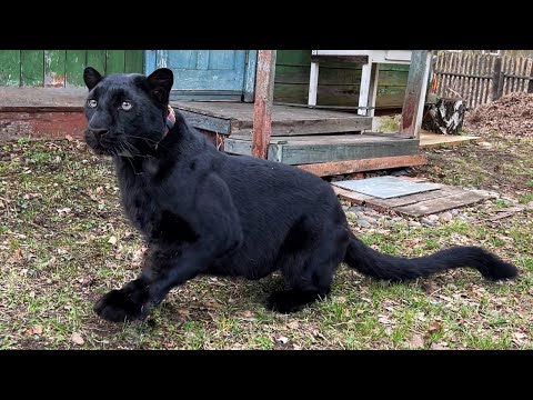 Видео: Пантера Луна вспоминает старых друзей😅😂