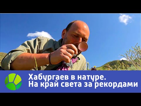 Видео: На край света за рекордами. Хабургаев в натуре | Живая Планета