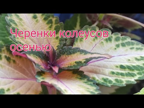 Видео: Часть II Сорта колеусов,  которые будут зимовать в этом сезоне 2025/2026.