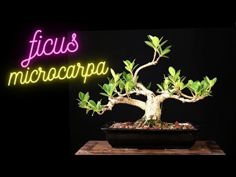 Видео: Фикус Микрокарпа: удаление проволоки и легкая обрезка 3 деревьев