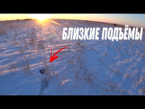 Видео: Охота на зайца! Лучшие моменты