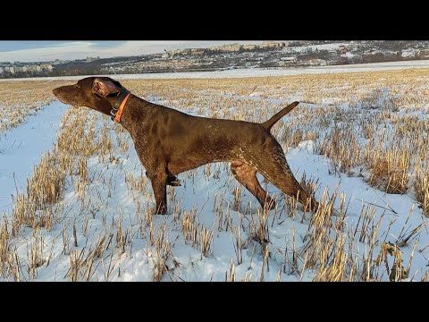 Видео: Курцхаар. Куропатки.