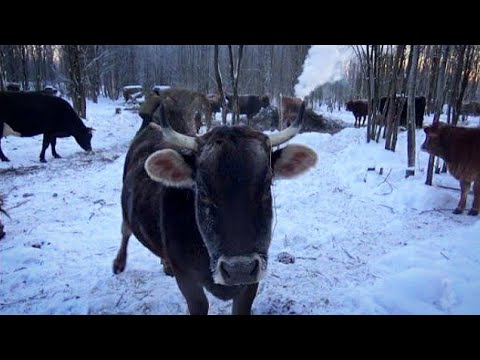 Видео: Как коровы и лошади переносят сильные морозы на вольном выгуле?