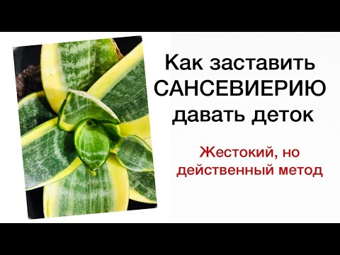 Видео: КАК ЗАСТАВИТЬ  САНСЕВИЕРИЮ  давать деток￼ / Жестокий, но очень действенный метод￼