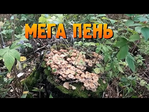 Видео: 🍄 | 🐕 Тихая охота 2 | Месть опятам
