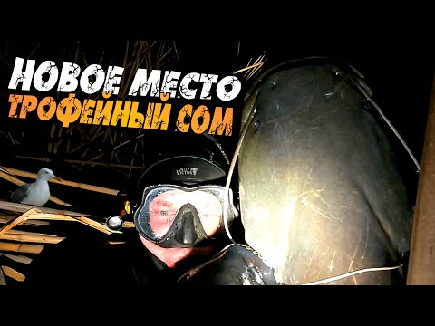 Видео: Новое место. Трофейный сом