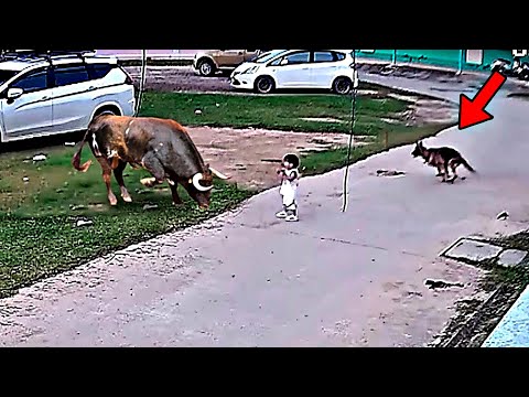Видео: Это НУЖНО Видеть! Животные Герои Спасают Людей  / Топ 20 Моментов ч.2