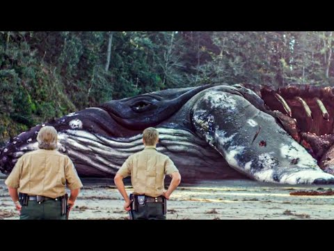 Видео: Доисторических крабов хищников выпустили на пляже в маленьком городке... [Краткий пересказ]