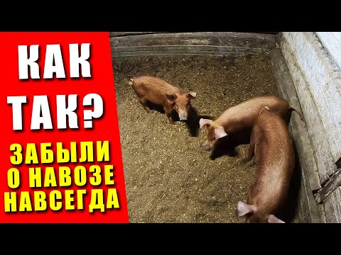Видео: 3 ГЛАВНЫЕ ПРИЧИНЫ ПОЧЕМУ НУЖНО ДЕРЖАТЬ СКОТИНУ НА ПОДСТИЛКЕ | Живые бактерии: плюсы и минусы!!!