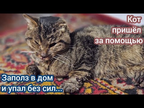 Видео: Кот уже не плакал/ он молча ждал конца/ help save the cat