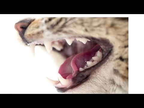 Видео: Особенности органов пищеварения кошек