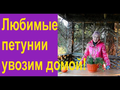 Видео: Петуния может цвести дома зимой!