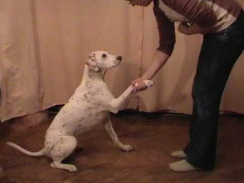 Видео: Элементы фристайла