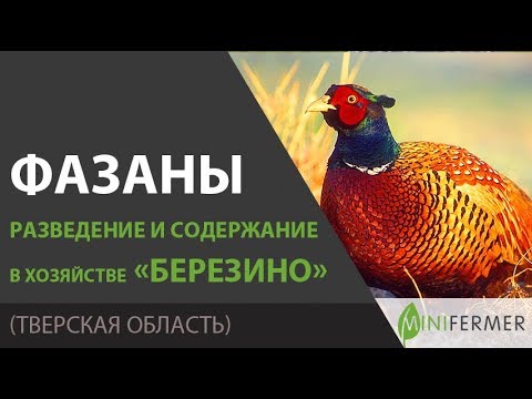 Видео: ФАЗАНЫ / В хозяйстве Березино. Разведение, содержание, какие породы выбрать.