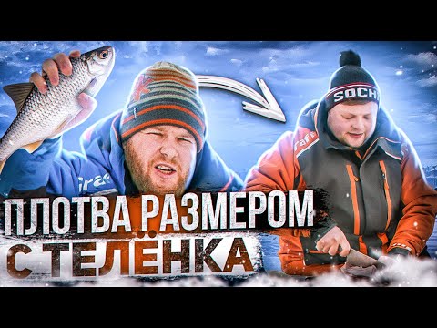 Видео: ПЛОТВА РАЗМЕРОМ С ТЕЛЁНКА