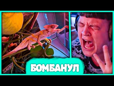 Видео: Пятёрка в ярости из-за Хамелеона 🤬 У Чепуха синдром Дауна?