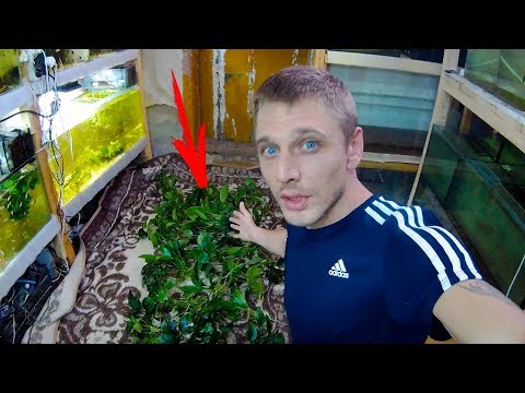 Видео: ОГО СКОЛЬКО АНУБИАСОВ ВЛЕЗЛО В АКВАРИУМ!!!