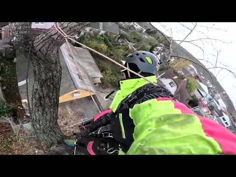 Видео: Арбористика | Удаление огромного  тополя частями, аварийное дерево.