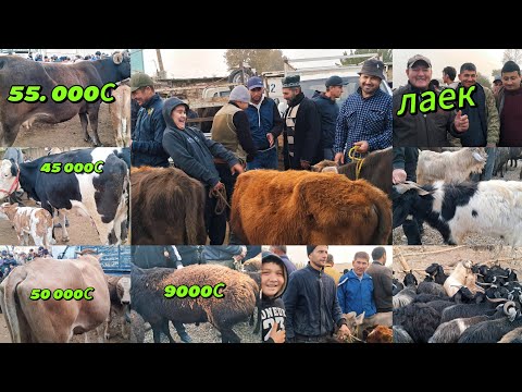 Видео: МОЛ БОЗОРИ ШАХРИТУС МАРХАМАТ