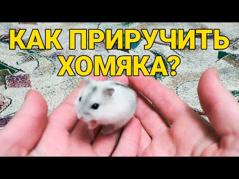 Видео: Как приручить хомяка к рукам | Джунгарский хомяк - приручение