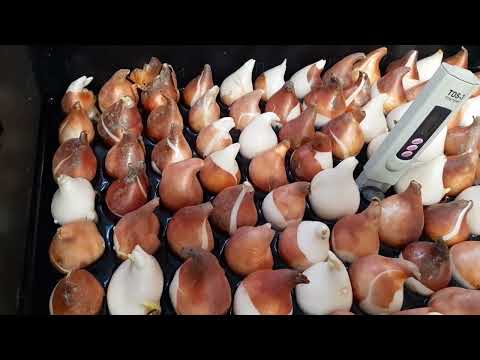 Видео: Вигонка тюльпанів на воді, гідропоніка. Посадка в гідропонні ящики.