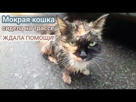 Видео: На трассе мокрая и замерзшая кошка умоляла о помощи /ей было плохо и больно /help save the cat