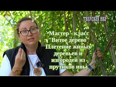 Видео: Тверская ива. Мастер класс "Витое дерево". Плетение живых деревьев и изгороди из прутьев ивы.