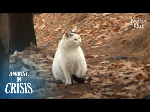 Видео: Кошка никогда не верит, что ее владелец покинул ее, все еще ожидая в горах | Животное в кризис EP145