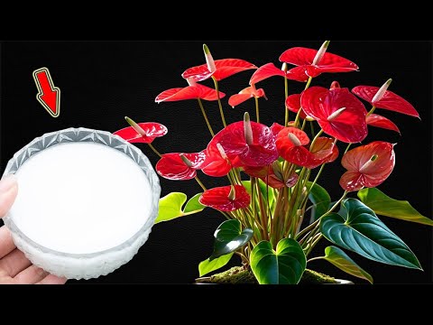 Видео: Полейте один раз! Антуриум цветёт круглый год, не вянув!