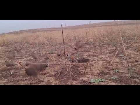 Видео: Шикори тирамохина шикори ки хай и коментариянда нависен