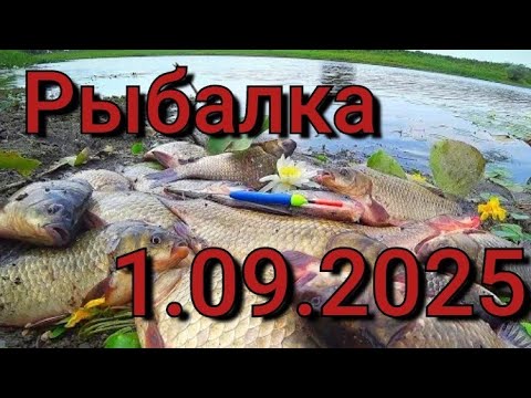 Видео: Рыбалка на поплавок 1 сентябрь 2025 на дикой речки! КАРАСЬ В Камышах!Ловля карася на зимнюю удочку.