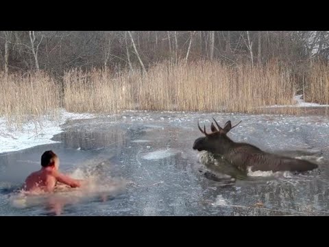 Видео: Спасение диких животных из зимних ловушек.They risked themselves to save the animals!