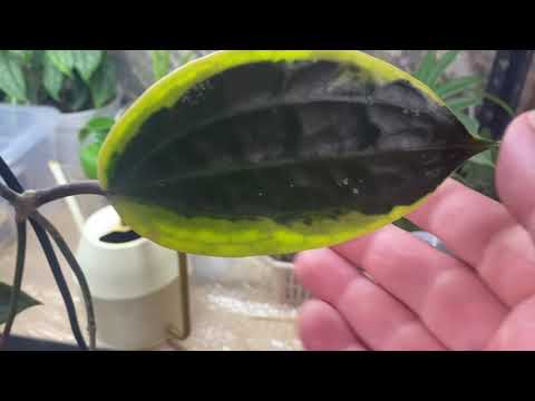 Видео: Ура! Хойя малышка собралась цвести. 