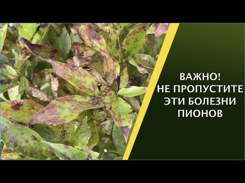 Видео: ОСНОВНЫЕ БОЛЕЗНИ ПИОНОВ! ОТ ЧЕГО ПРОИСХОДЯТ И КАК БОРОТЬСЯ!