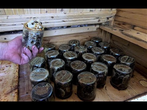 Видео: Wabenhonig direkt aus dem Glas /Сотовый мед прямо из банки /Comb honey straight from the jar.