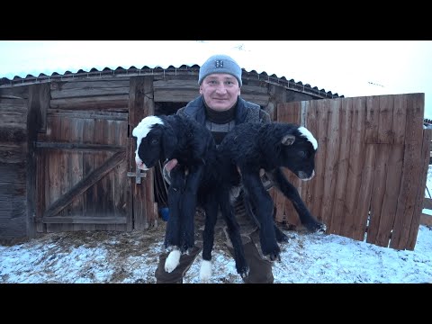 Видео: ХУТОР в ЛЕСУ на КРАЮ БОЛОТА. ТАКОГО Я от НИХ не ОЖИДАЛ!!! №225