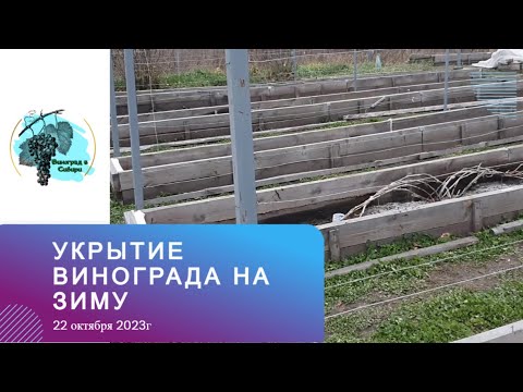 Видео: Укрытие винограда на зиму в Сибири. 22.10.2023