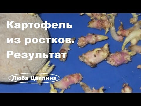 Видео: Картофель из ростков. Результат